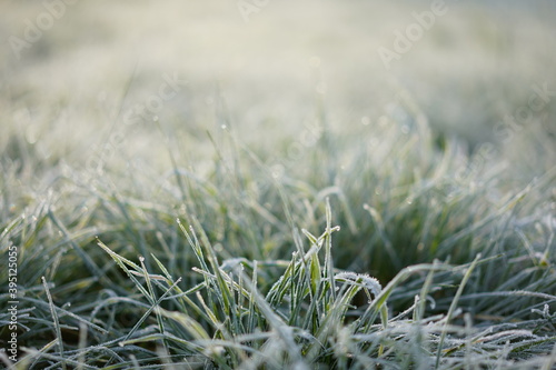 Freezed grass with hoarfrost on sea green colored field in soft blurry background.