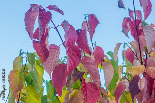 red leafs in the wind against the sky