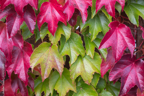 red and green leaves on the fence