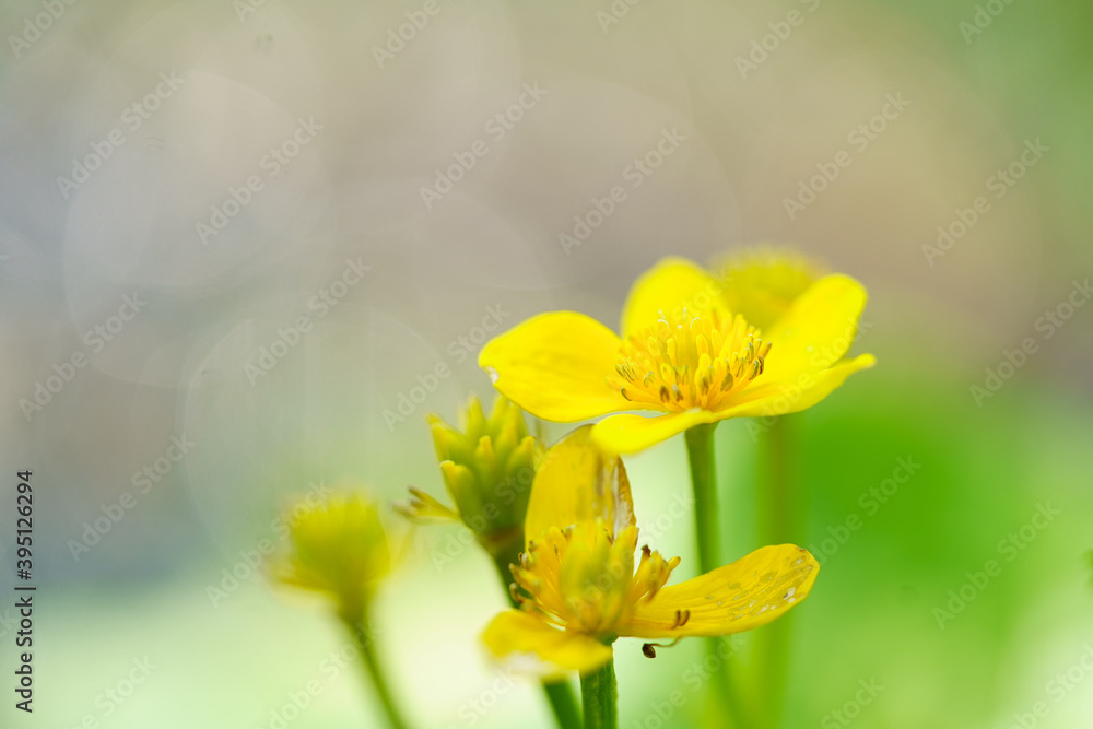 Fototapeta premium エゾノリュウキンカ