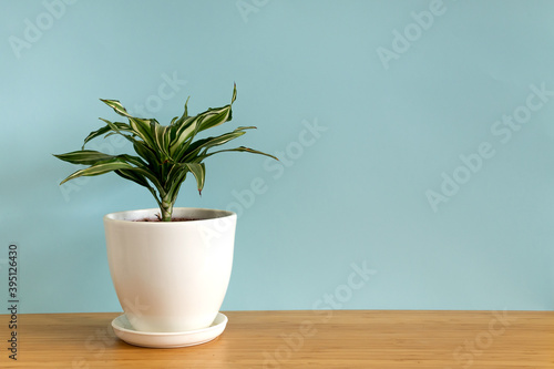 Mock up banner with copy space trending flower dracaena on blue background. Summer indoor plants and urban jungle concept photo