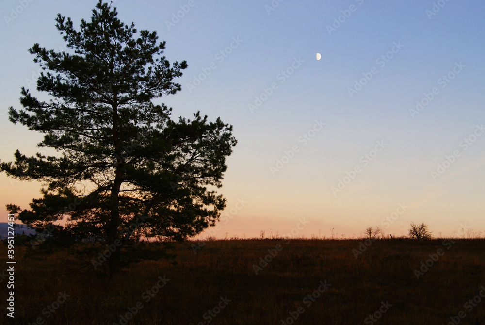 silhouette of a tree at sunset with the moon