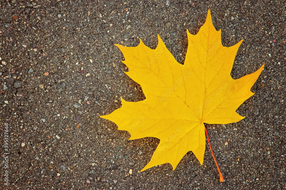 Bright yellow maple leaf on a background of asphalt Bright yellow maple leaf on a background of asphalt
