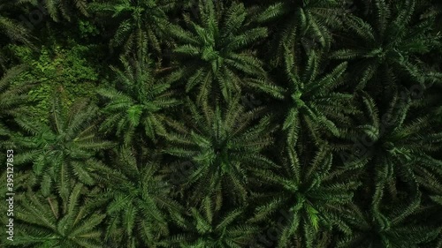 Palm Tree forest.

Palm oil farming in West Africa.