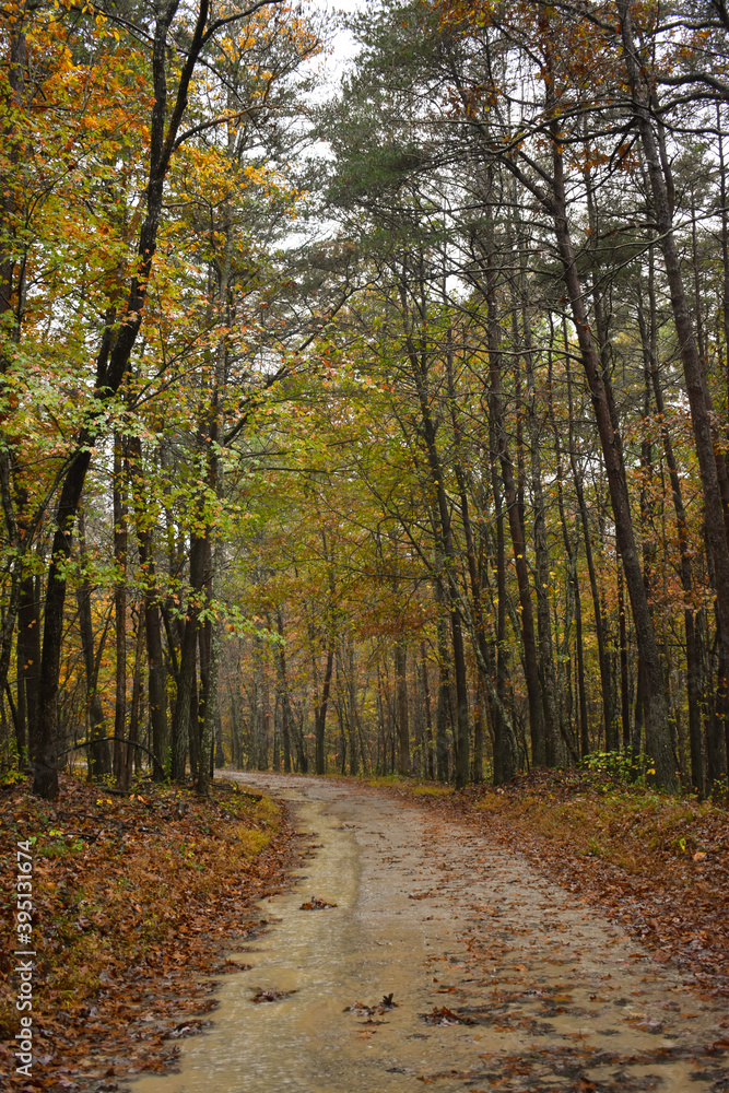 path in autumn forest