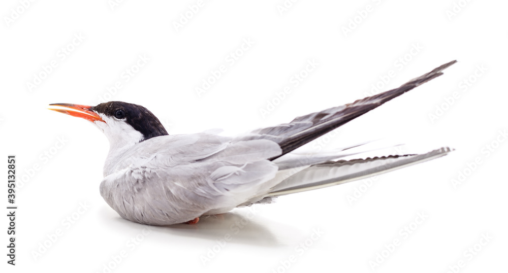 Obraz premium One beautiful seagull.