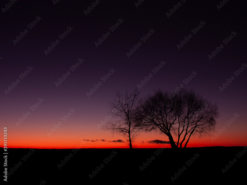 Horizontal landscape photo of a black silhouettes of couple of naked trees in autumn at twilight after sunset against dark violet sky