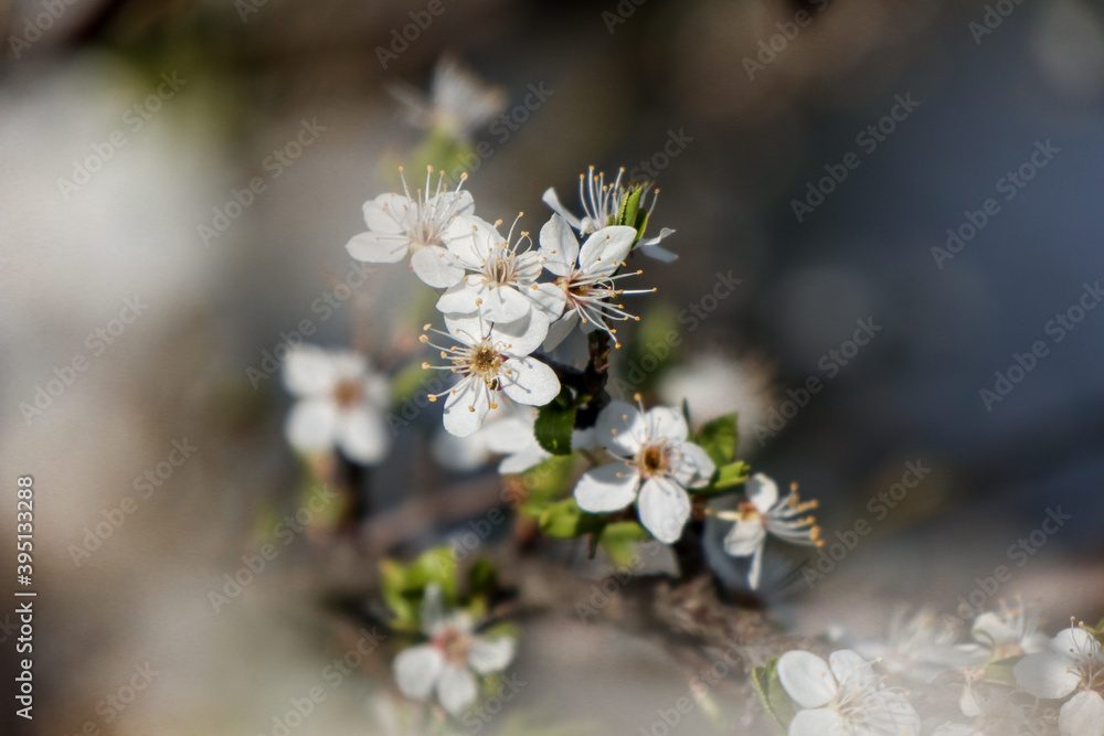 Flowering trees. Cherries, pears and apricots. Flowering trees. Cherries, pears and apricots.