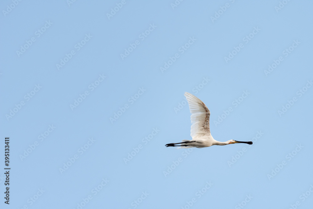 Eurasian Spoonbill bird on a pond in an early autumn morning near Zikhron Ya'akov, Israel. Eurasian Spoonbill bird on a pond in an early autumn morning near Zikhron Ya'akov, Israel.