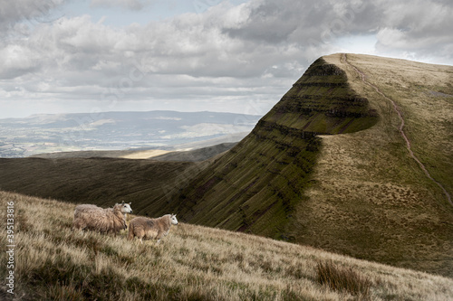 Two Sheep Grazing Brecon Beacons - UK, Wales
