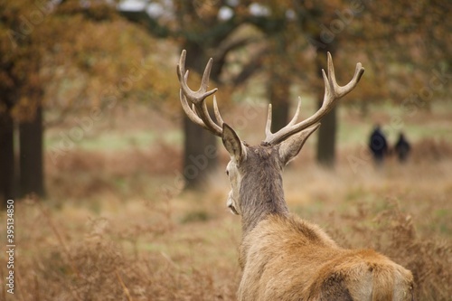 Deer is looking away while two people are walking in the background