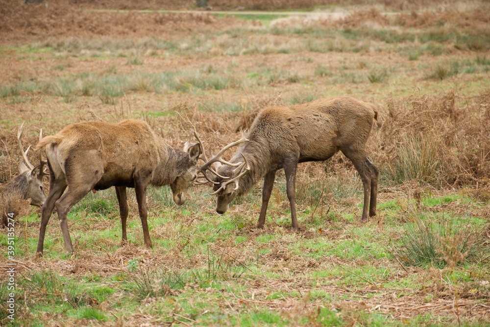 Deer fight during the breeding season also known as rutting Deer fight during the breeding season also known as rutting
