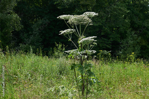 poisonous invasive weed Sosnovsky hogweed in the meadow photo