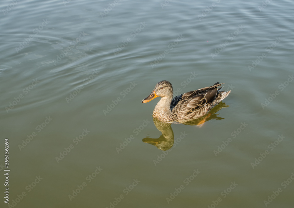 Fototapeta premium Duck family with duck chickswild duck in a pond,