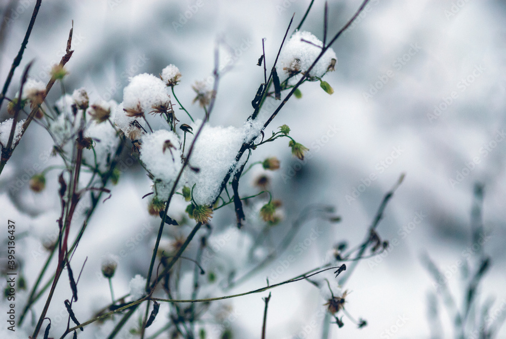 plant in snow on winter field plant in snow on winter field