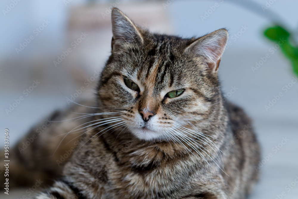 Fototapeta premium kotka o pięknych zielonych oczach