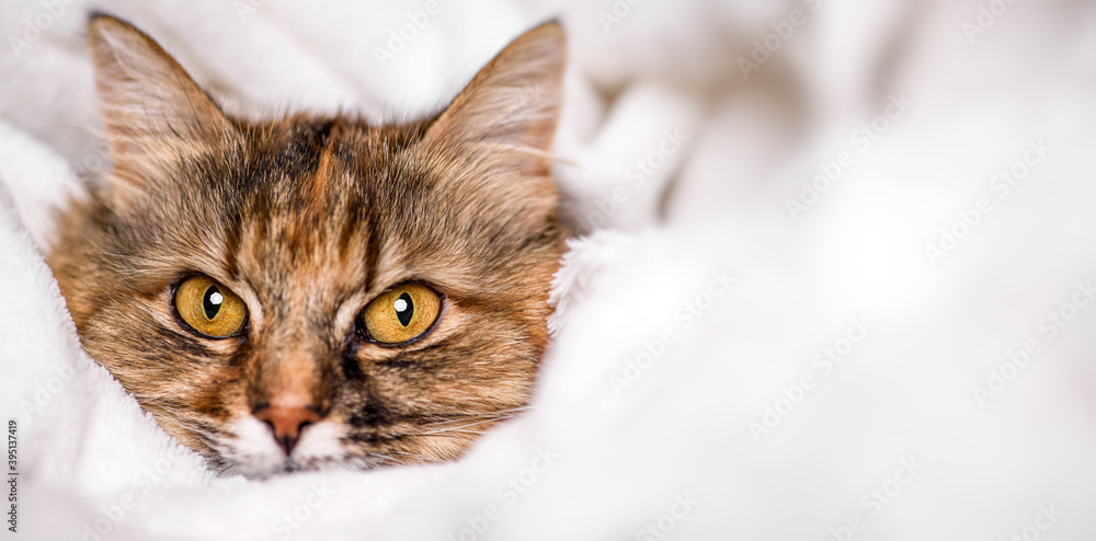 Cute cat lying on white soft blanket.