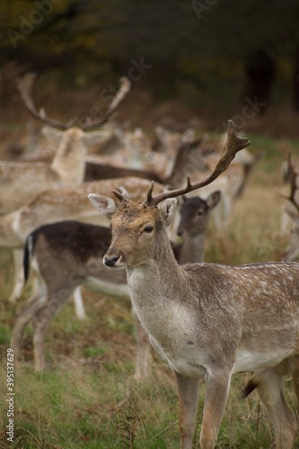Stag with one antler in a group of stag