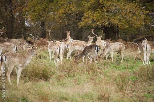 Group of young and old deers walking and eating together