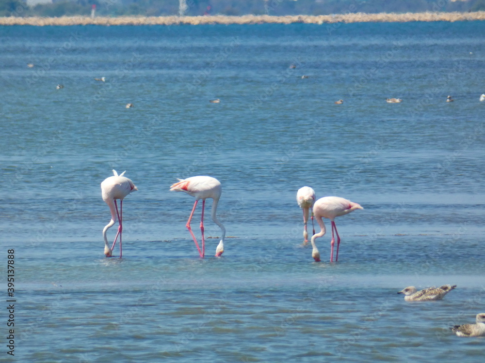 Four magnificent greater flamingos and other various birds in their natural environment in the Camargue regional natural park in Provence