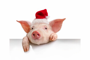 Pig in a red Santa Claus hat isolated on white, his hanging a white banner