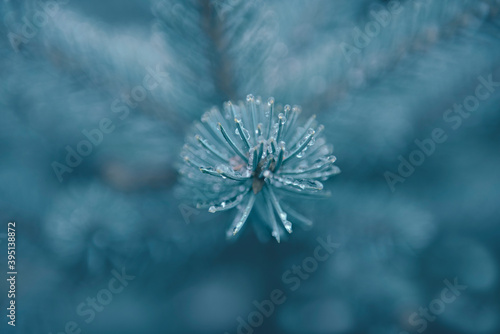 Closeup of fir tree branch with iced drops on needles. Abstract winter background in monochrome trendy blue color. Merry christmas and Happy New Year greeting card, postcard, invitation, wallpaper.