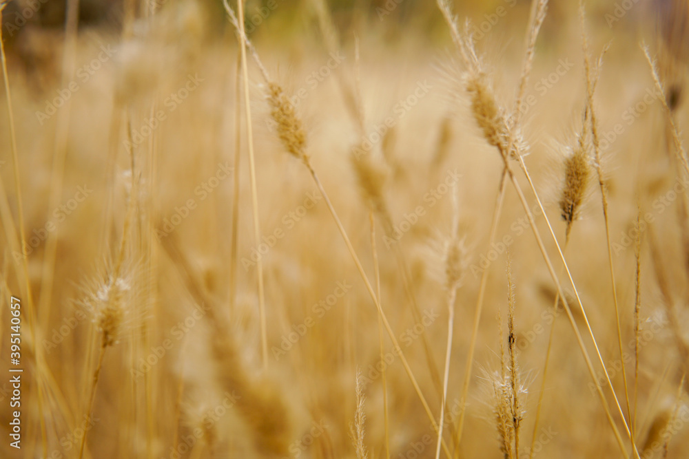 California Field in Autumn California Field in Autumn