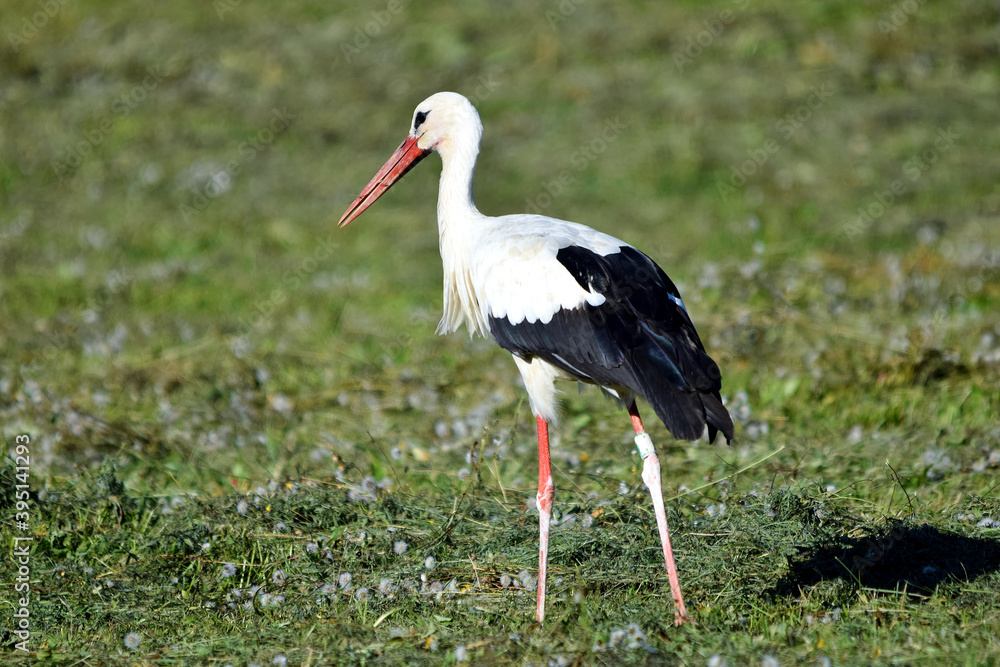 Fototapeta premium Für den Weißstorch ist die frisch gemähte Wiese ein (Futter)paradies