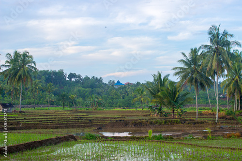 The natural beauty of rice fields in the morning with coconut trees and an old hut in Bengkulu Utara, Indonesia