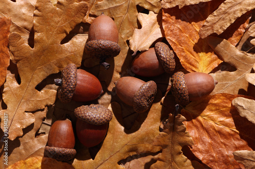 Acorn and oak leaves close-up in afternoon sunlight. Gold autumn at warm sunset.
