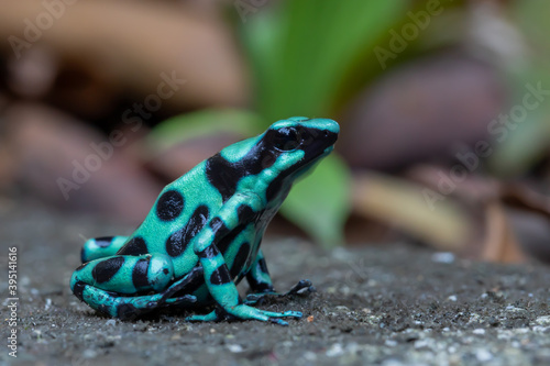 фотографія Close-up image of a black-and-green poison dart frog