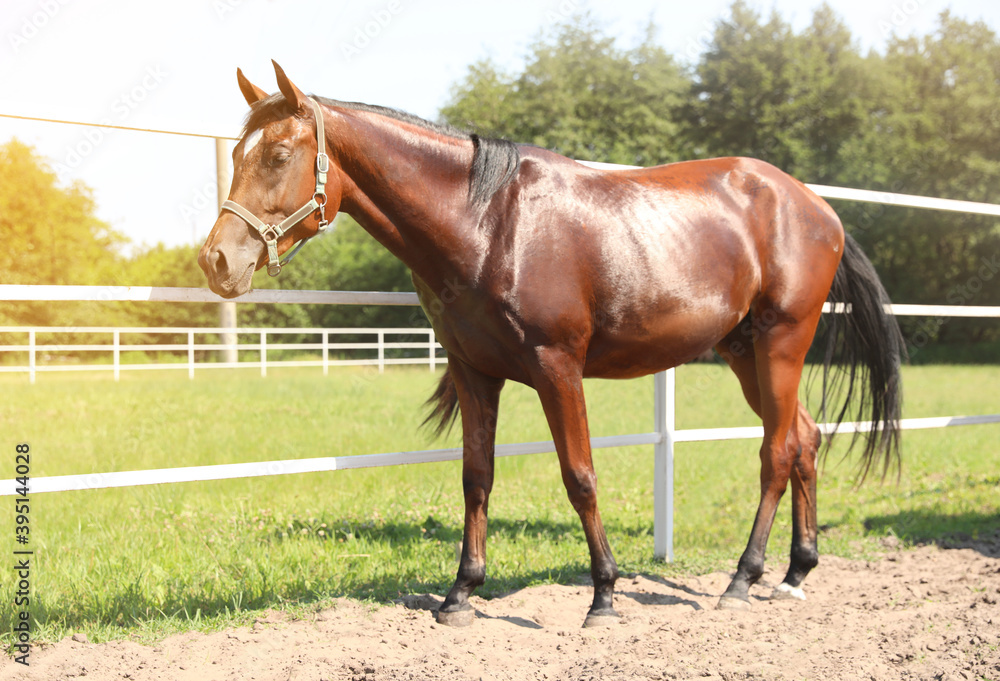 Fototapeta premium Bay horse in paddock on sunny day. Beautiful pet