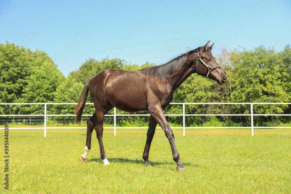 Dark bay horse in paddock on sunny day. Beautiful pet Dark bay horse in paddock on sunny day. Beautiful pet