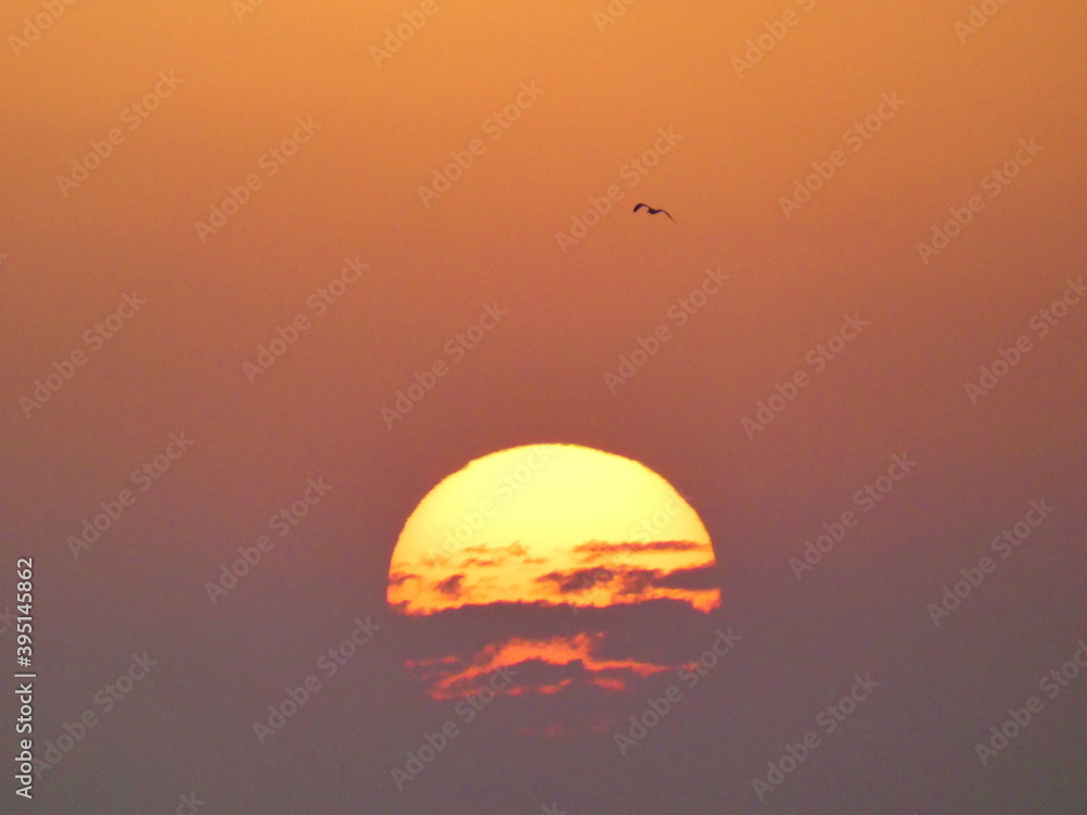 Battle between the sun and the clouds with a bird flying in the sky during a sunset in summer in the Camargue in Provence Battle between the sun and the clouds with a bird flying in the sky during a sunset in summer in the Camargue in Provence