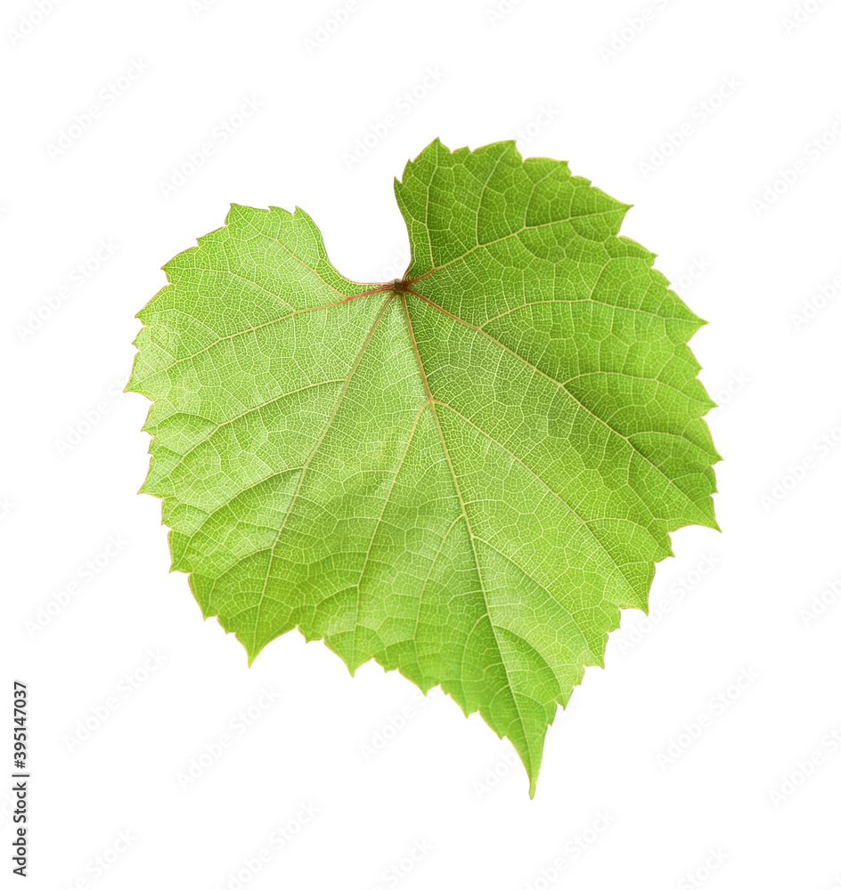 Fototapeta premium Fresh green grape leaf isolated on white