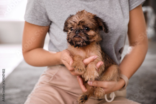 Woman holding adorable Brussels Griffon puppy indoors, closeup photo