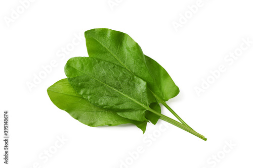 Bunch of fresh green sorrel leaves on white background, above view photo