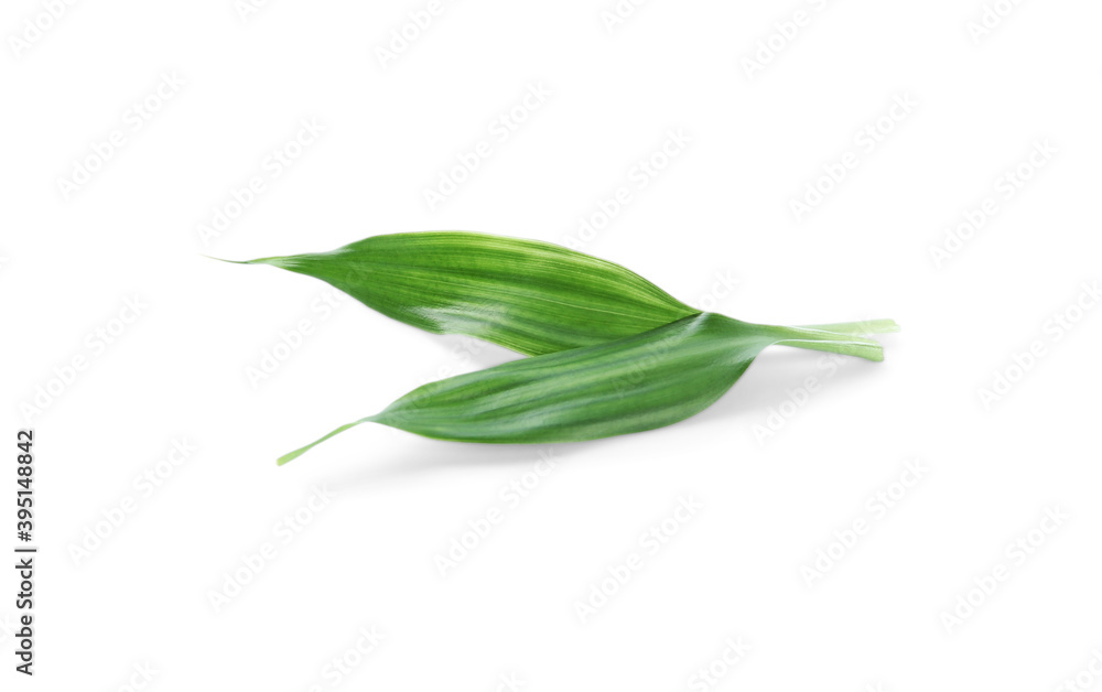 Fresh green ginger leaves isolated on white Fresh green ginger leaves isolated on white