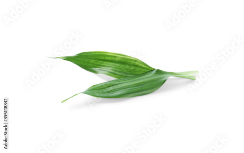 Fresh green ginger leaves isolated on white