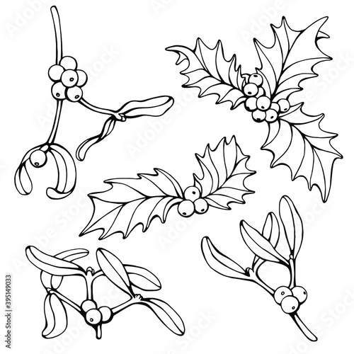 Hand drawn black and white vector of Ilex or holly and mistletoe isolated on white. Festive elements for your design for coloring books and pages