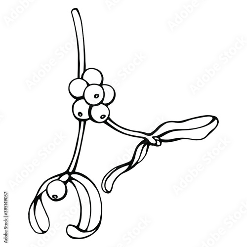 Hand drawn black and white vector of mistletoe (Viscum) isolated on white. Festive elements for your design.