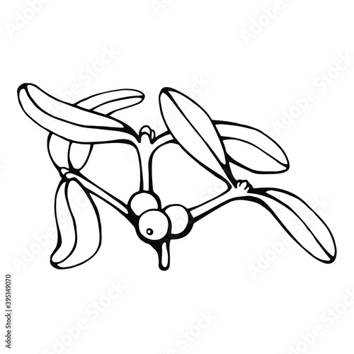 Hand drawn black and white vector of mistletoe (Viscum) isolated on white. Festive elements for your design.
