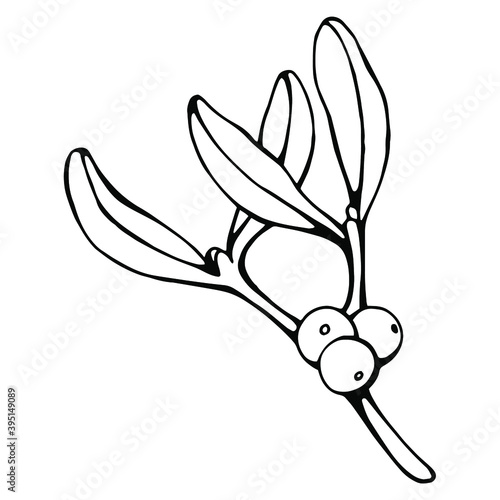 Hand drawn black and white vector of mistletoe (Viscum) isolated on white. Festive elements for your design.