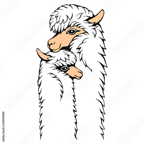 Hand-drawn mother and baby lama. Linear drawing vector  isolated on white. Cute illustration for your design.