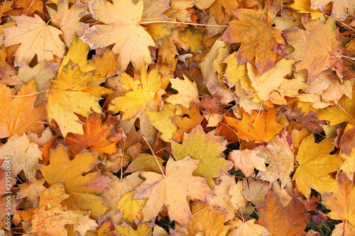 Ground covered with autumn maple leaves  flat lay
