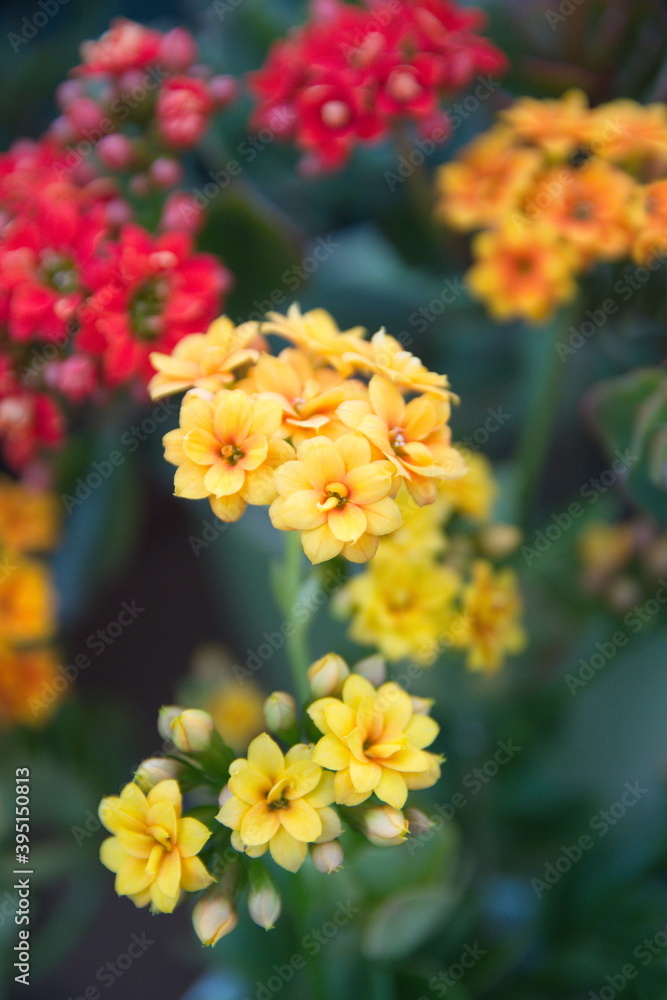 Blossom of yellow and red Kalanchoe, Kalanchoe blossfeldiana, ornamental evergreen plant Blossom of yellow and red Kalanchoe, Kalanchoe blossfeldiana, ornamental evergreen plant