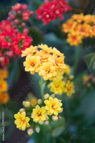 Blossom of yellow and red Kalanchoe  Kalanchoe blossfeldiana  ornamental evergreen plant