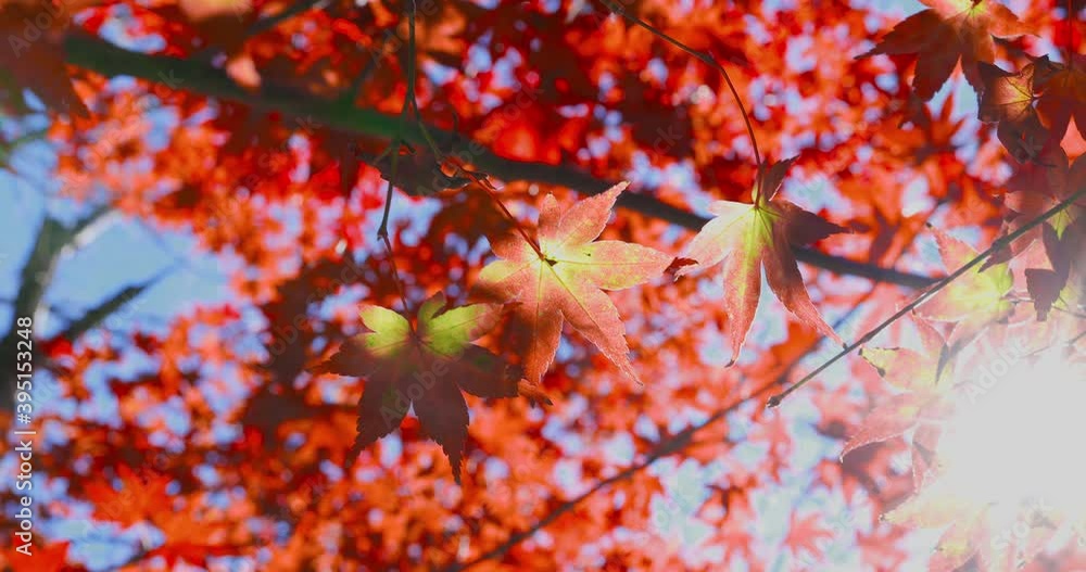 Beautiful red and green autumn leaves with sun shining