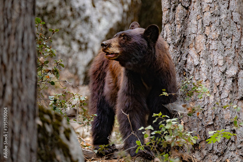 Wild bear next to a tree in Yosemite, National Parc, California