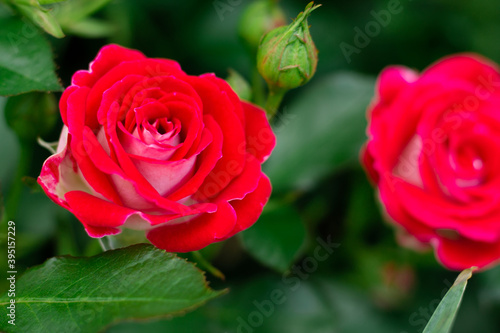 The bud and flower of a bright red rose of the Schone Koblenzerin variety in greenery in the garden on a bush